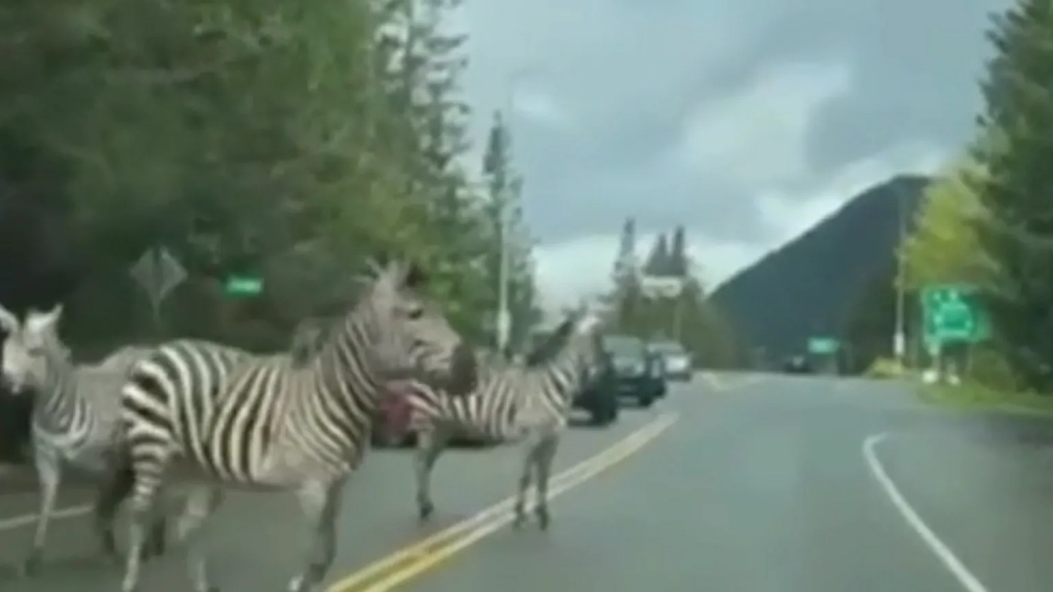 Escaped zebras on a road.